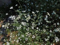 Tořice rolní (Torilis arvensis (Huds.) Link)