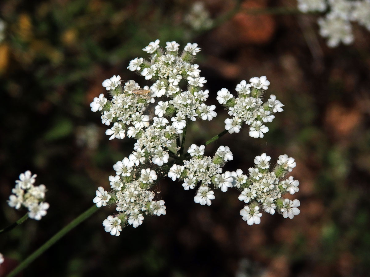 Tořice rolní (Torilis arvensis (Huds.) Link)