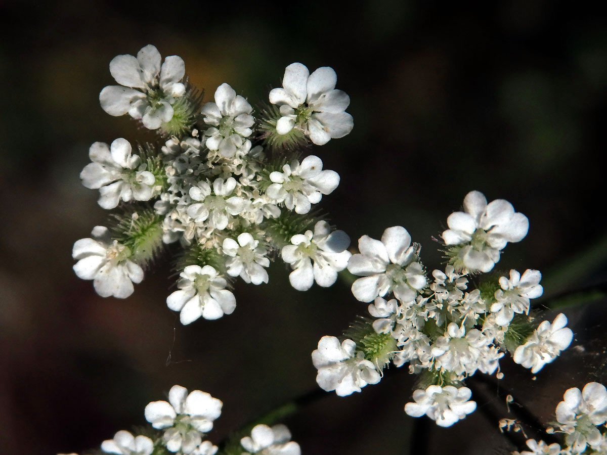 Tořice rolní (Torilis arvensis (Huds.) Link)