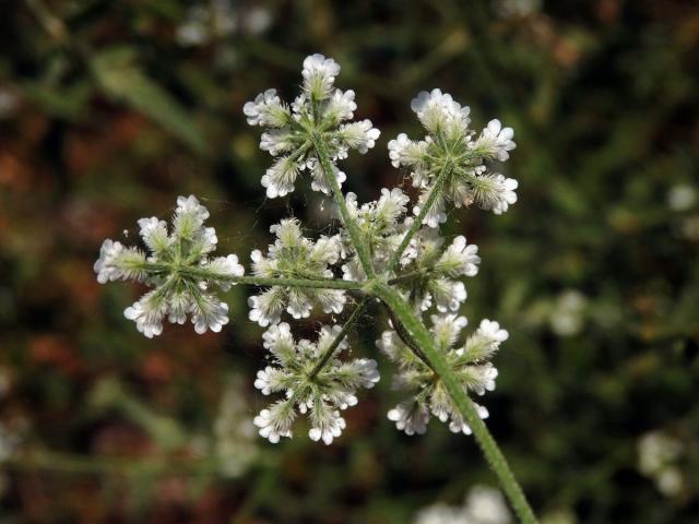 Tořice rolní (Torilis arvensis (Huds.) Link)