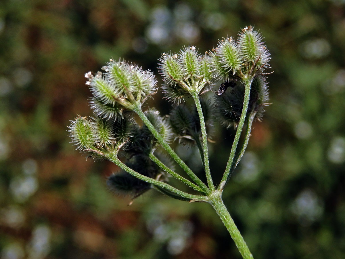 Tořice rolní (Torilis arvensis (Huds.) Link)