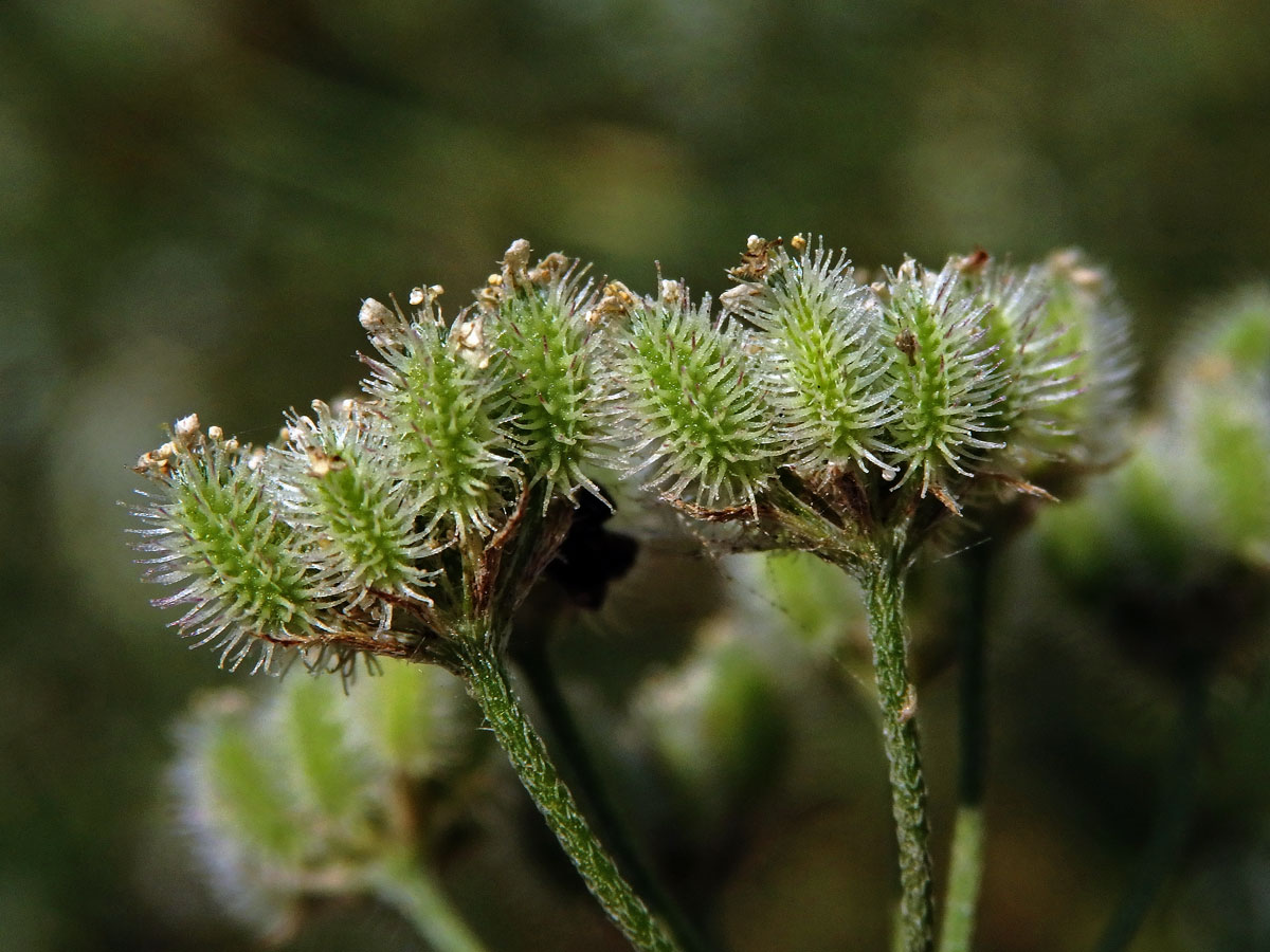 Tořice rolní (Torilis arvensis (Huds.) Link)