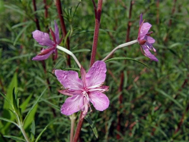 Vrbovka rozmarýnolistá (Epilobium didonaei Vill.)