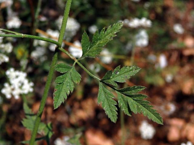 Tořice rolní (Torilis arvensis (Huds.) Link)