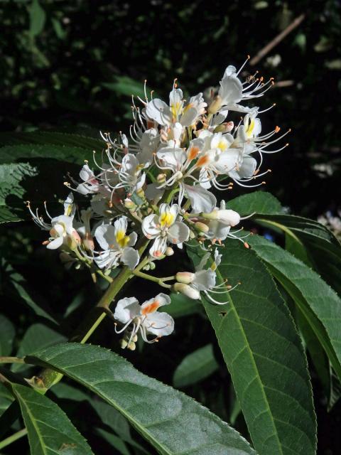 Jírovec japonský (Aesculus turbinata Blume)