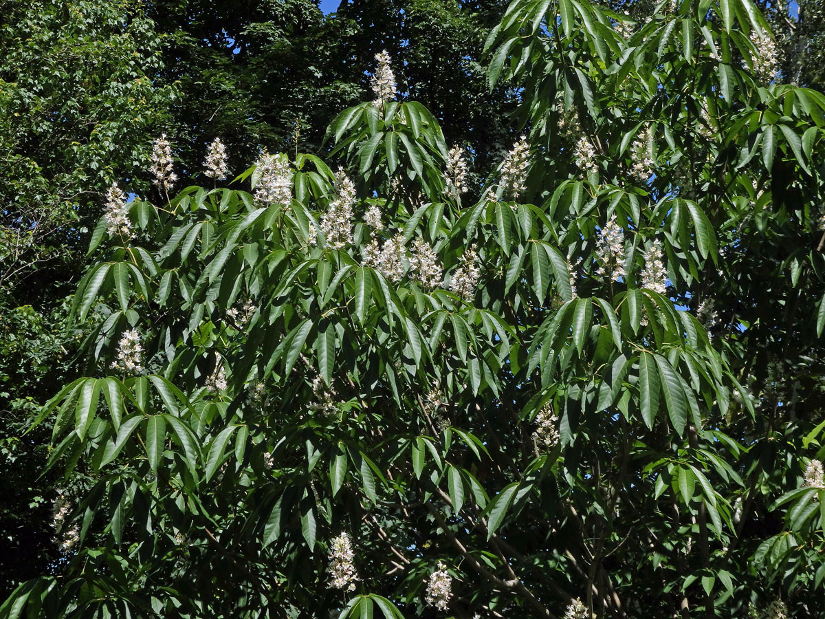 Jírovec japonský (Aesculus turbinata Blume)