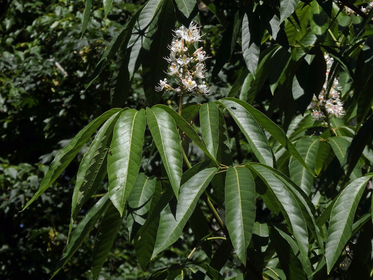 Jírovec japonský (Aesculus turbinata Blume)