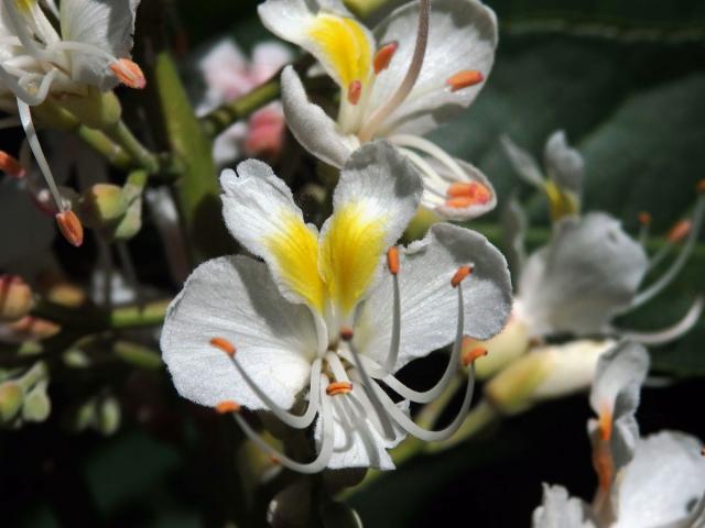 Jírovec japonský (Aesculus turbinata Blume)