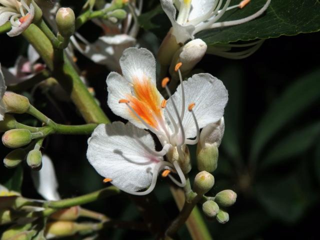 Jírovec japonský (Aesculus turbinata Blume)