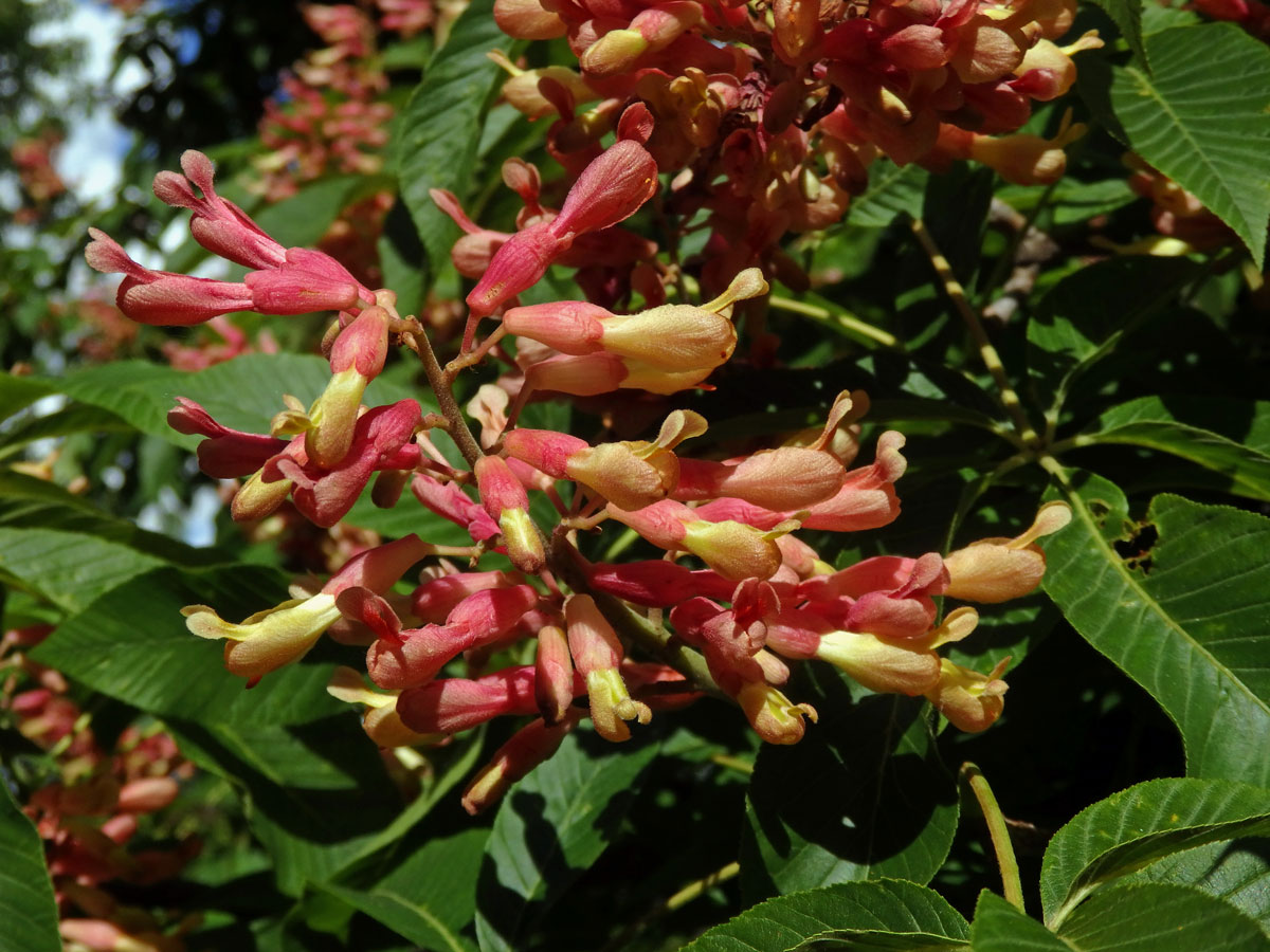 Jírovec smíšený (Aesculus hybrida DC.)