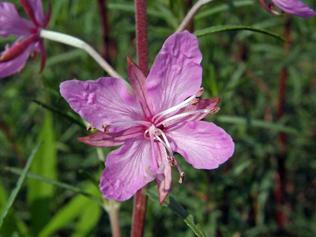 Vrbovka rozmarýnolistá (Epilobium didonaei Vill.)