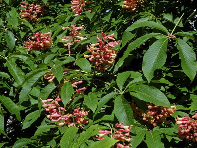 Jírovec smíšený (Aesculus hybrida DC.)