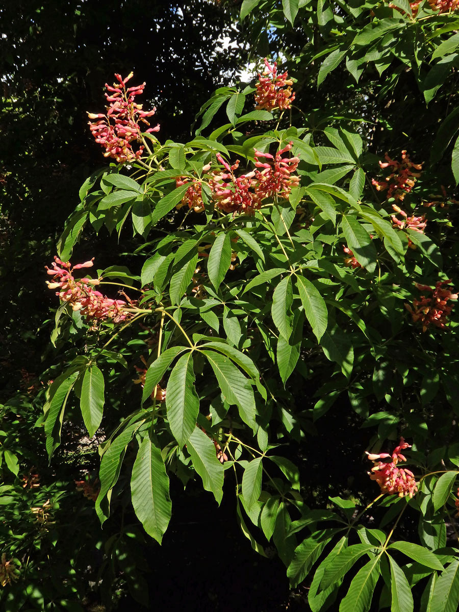 Jírovec smíšený (Aesculus hybrida DC.)