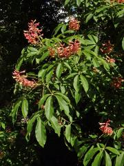 Jírovec smíšený (Aesculus hybrida DC.)