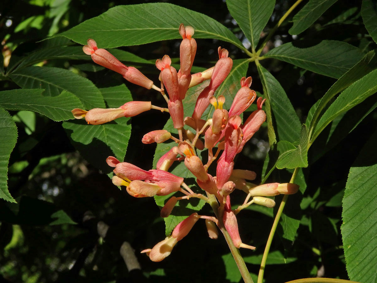 Jírovec smíšený (Aesculus hybrida DC.)