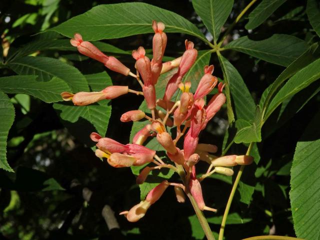 Jírovec smíšený (Aesculus hybrida DC.)