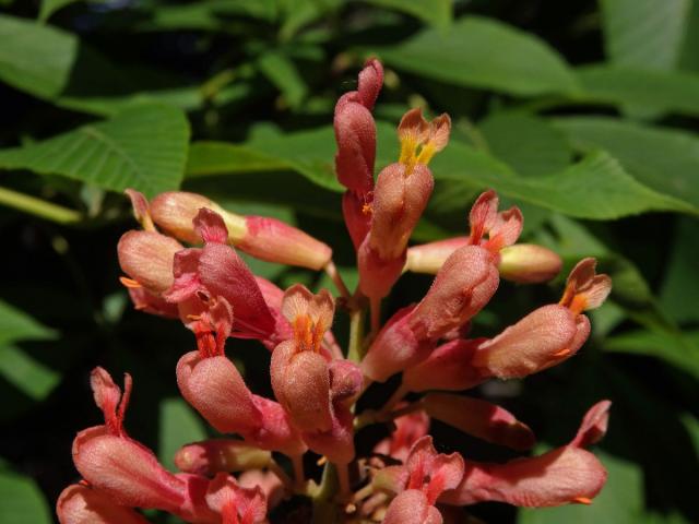 Jírovec smíšený (Aesculus hybrida DC.)