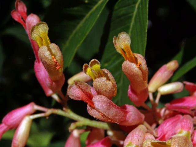 Jírovec smíšený (Aesculus hybrida DC.)