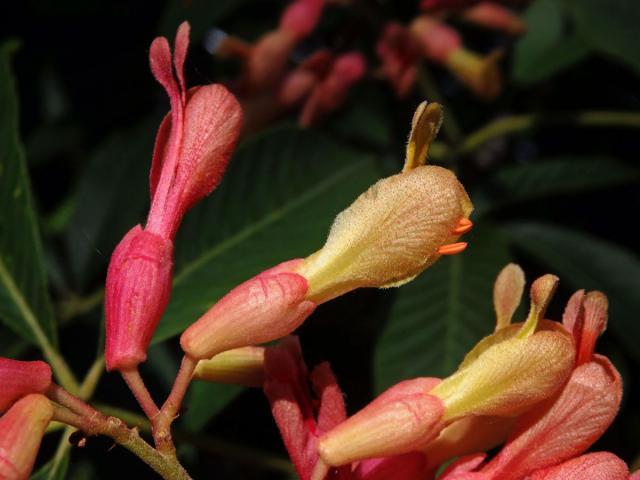 Jírovec smíšený (Aesculus hybrida DC.)