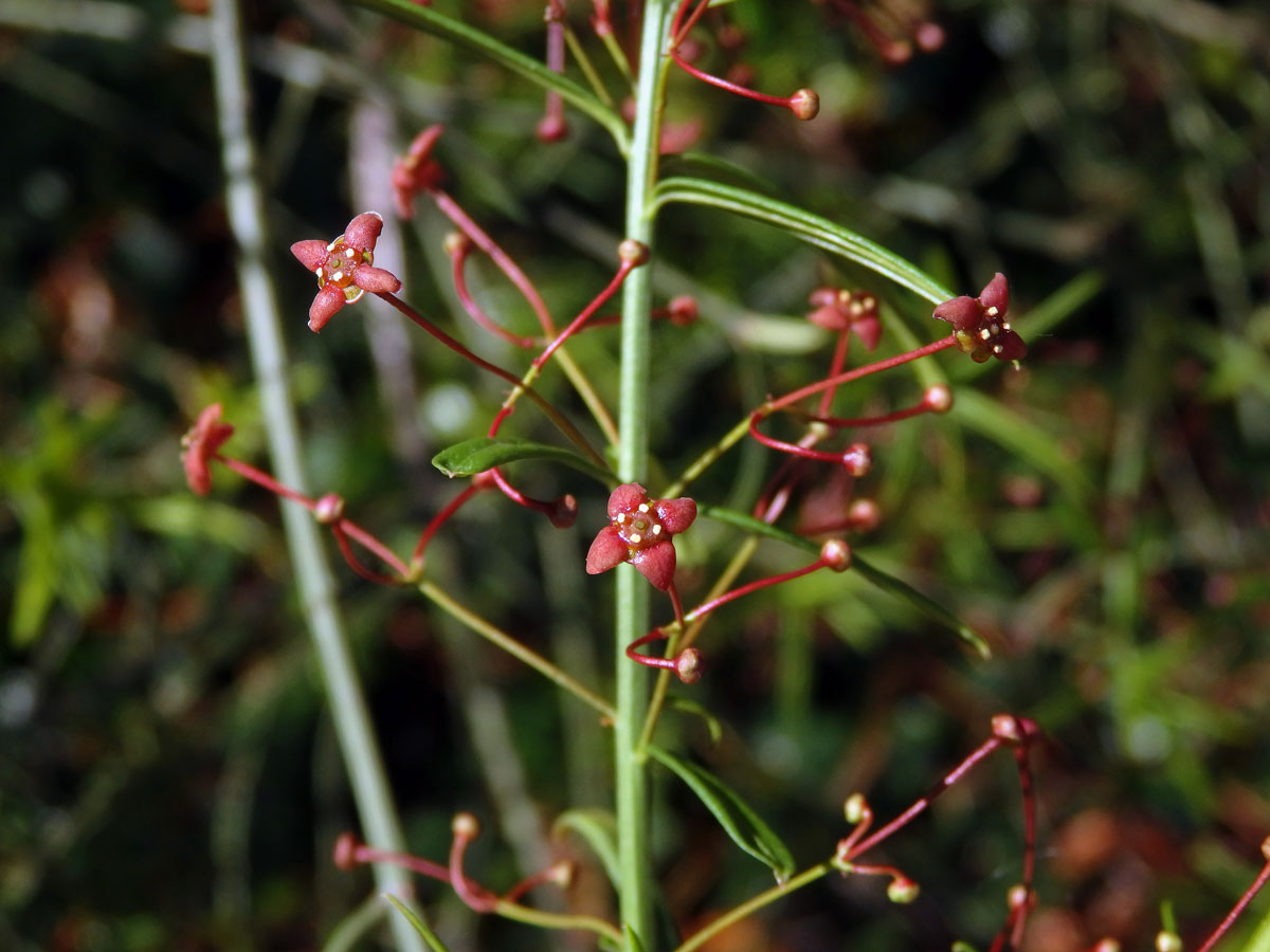 Brslen tenkolistý (Euonymus angustifolius Clairv.)