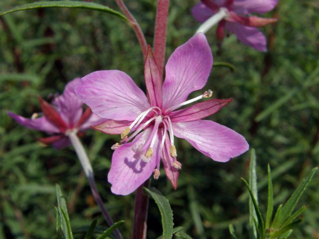 Vrbovka rozmarýnolistá (Epilobium didonaei Vill.)