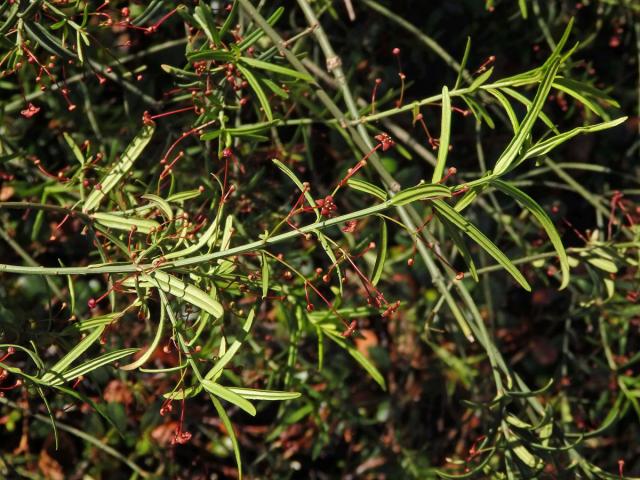 Brslen tenkolistý (Euonymus angustifolius Clairv.)