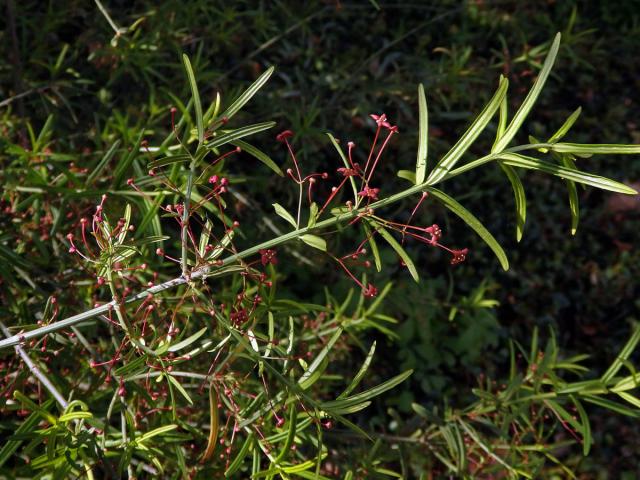 Brslen tenkolistý (Euonymus angustifolius Clairv.)