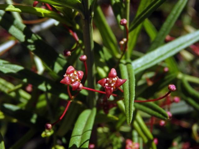 Brslen tenkolistý (Euonymus angustifolius Clairv.)