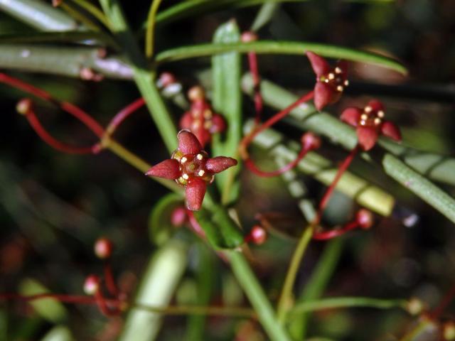 Brslen tenkolistý (Euonymus angustifolius Clairv.)