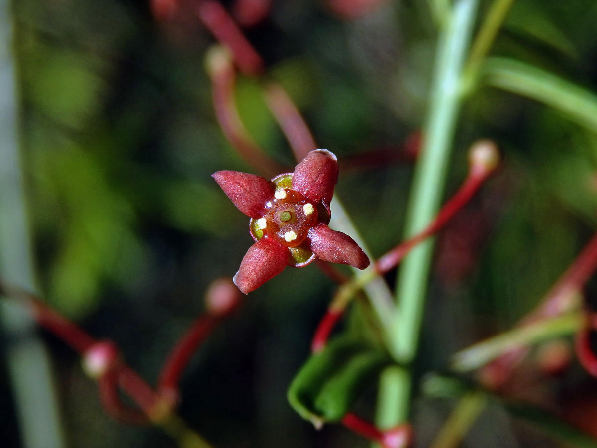 Brslen tenkolistý (Euonymus angustifolius Clairv.)