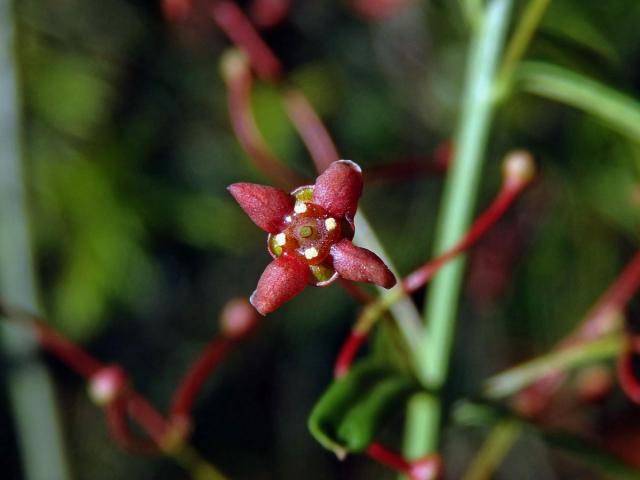 Brslen tenkolistý (Euonymus angustifolius Clairv.)