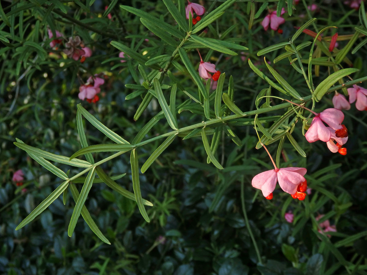 Brslen tenkolistý (Euonymus angustifolius Clairv.)