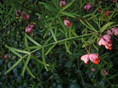 Brslen tenkolistý (Euonymus angustifolius Clairv.)