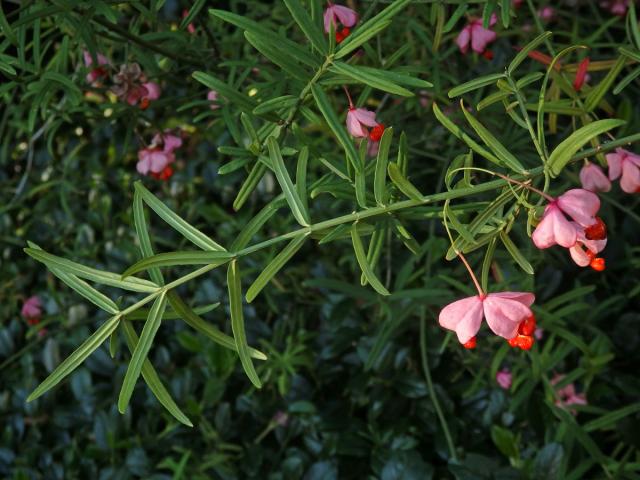 Brslen tenkolistý (Euonymus angustifolius Clairv.)