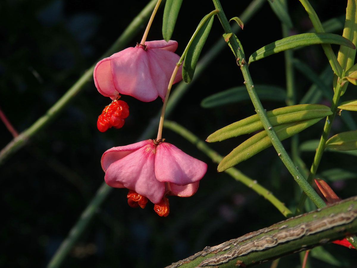 Brslen tenkolistý (Euonymus angustifolius Clairv.)