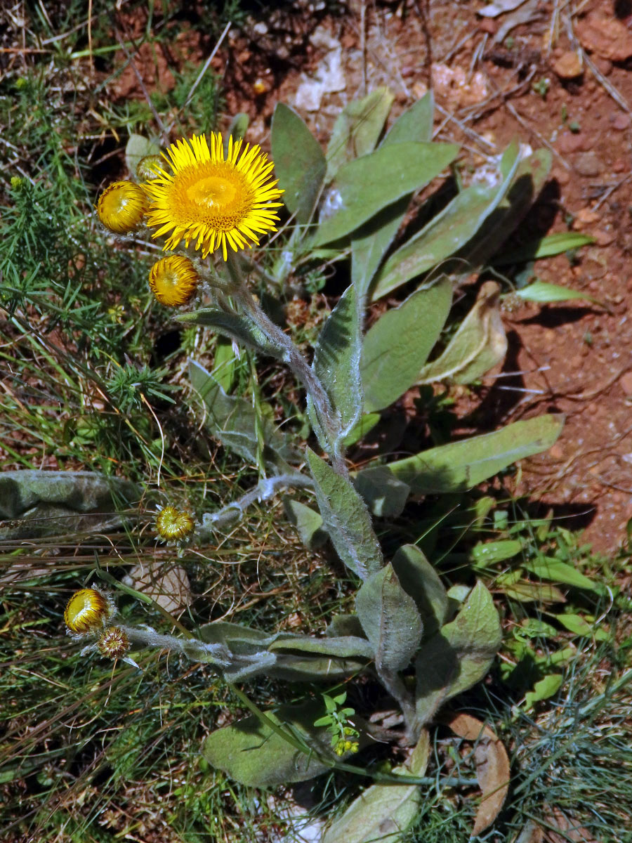 Oman Kristovo oko (Inula oculus-cristi L.)