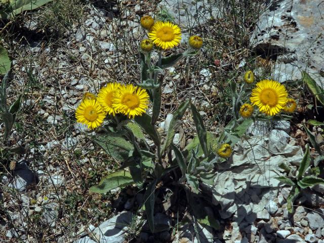 Oman Kristovo oko (Inula oculus-cristi L.)