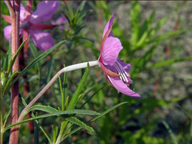 Vrbovka rozmarýnolistá (Epilobium didonaei Vill.)