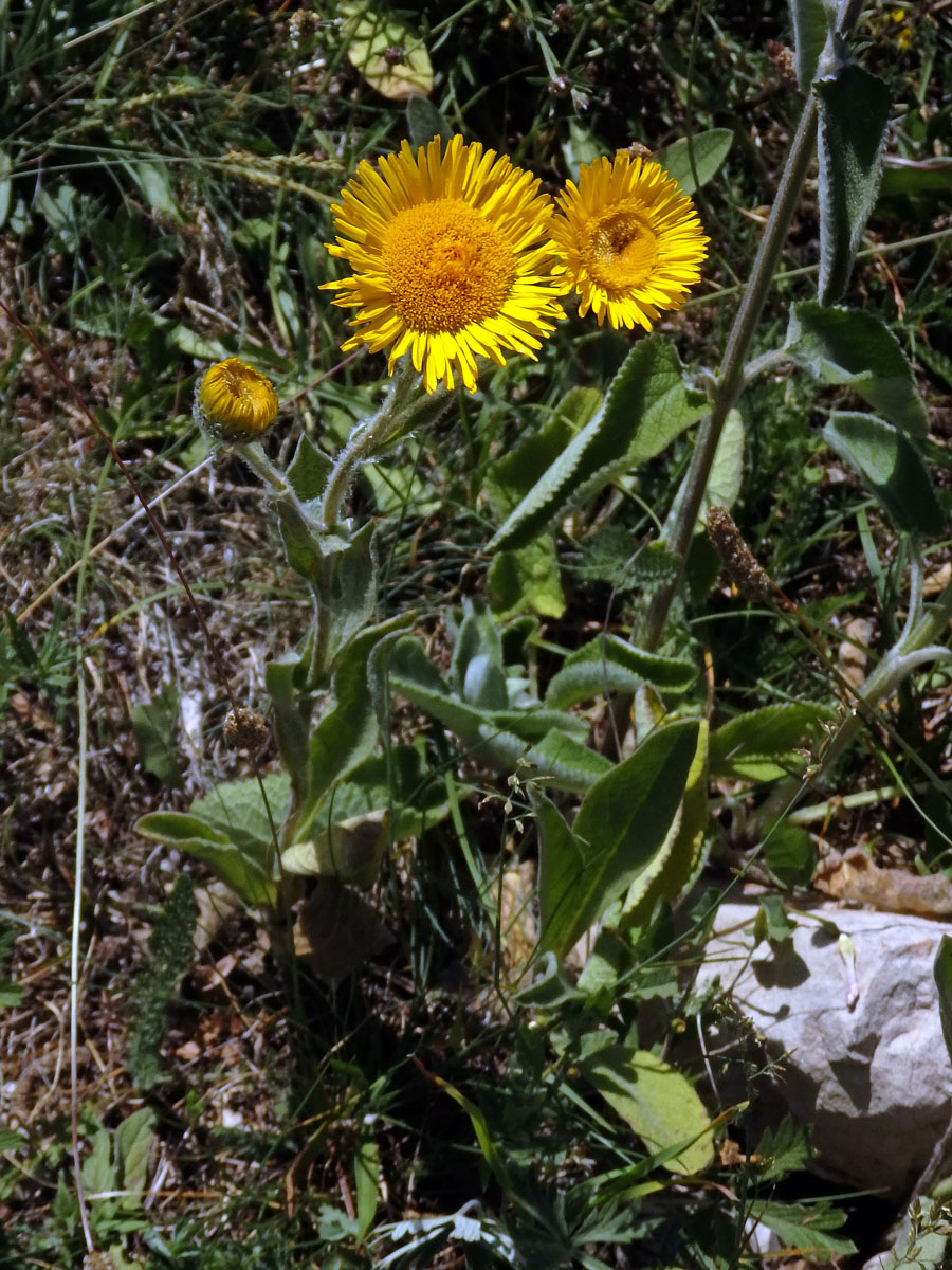 Oman Kristovo oko (Inula oculus-cristi L.)