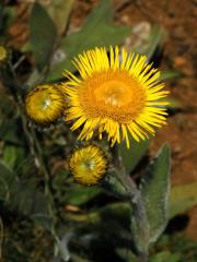 Oman Kristovo oko (Inula oculus-cristi L.)