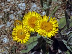 Oman Kristovo oko (Inula oculus-cristi L.)