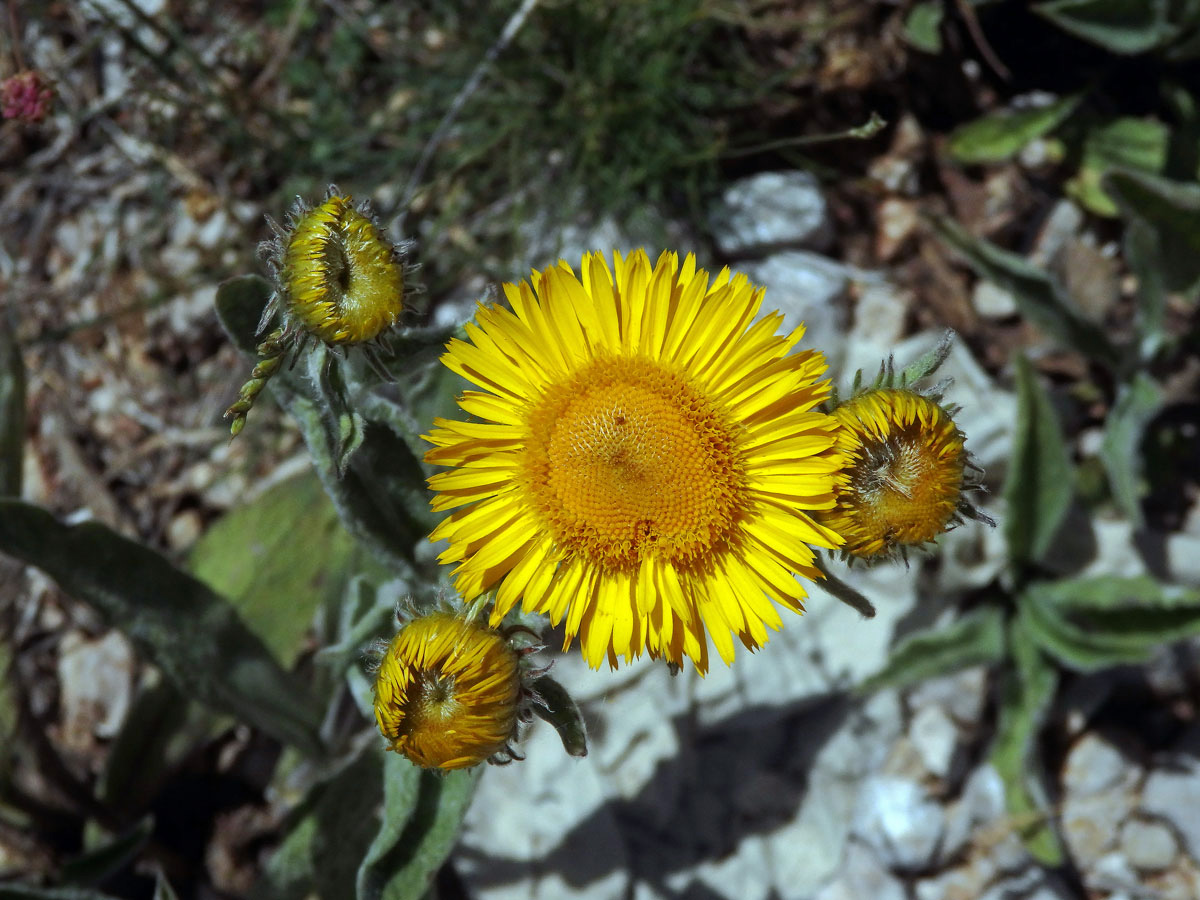 Oman Kristovo oko (Inula oculus-cristi L.)