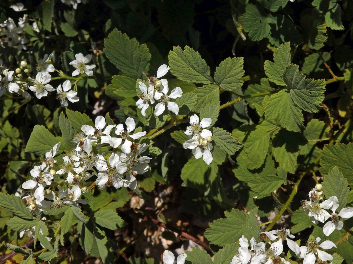 Ostružiník šedavý (Rubus canescens DC.)