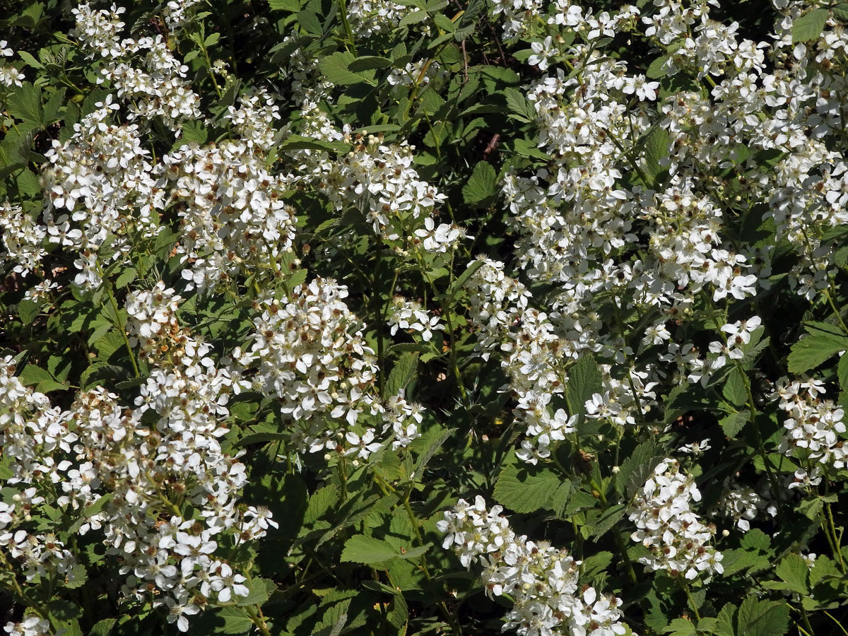 Ostružiník šedavý (Rubus canescens DC.)