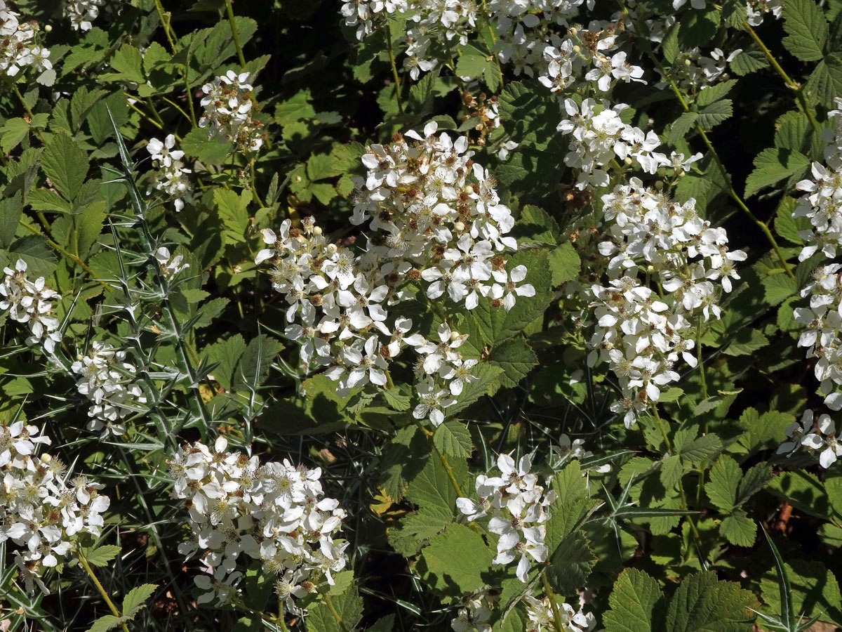 Ostružiník šedavý (Rubus canescens DC.)