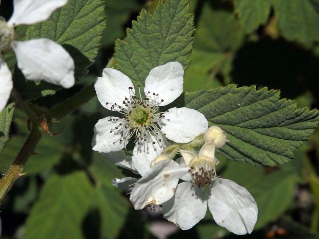 Ostružiník šedavý (Rubus canescens DC.)