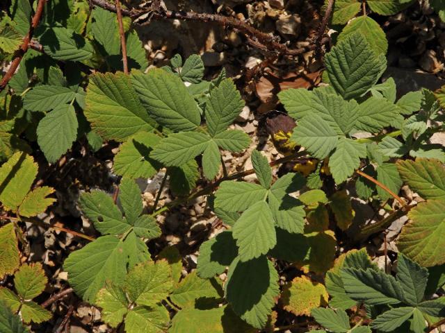 Ostružiník šedavý (Rubus canescens DC.)