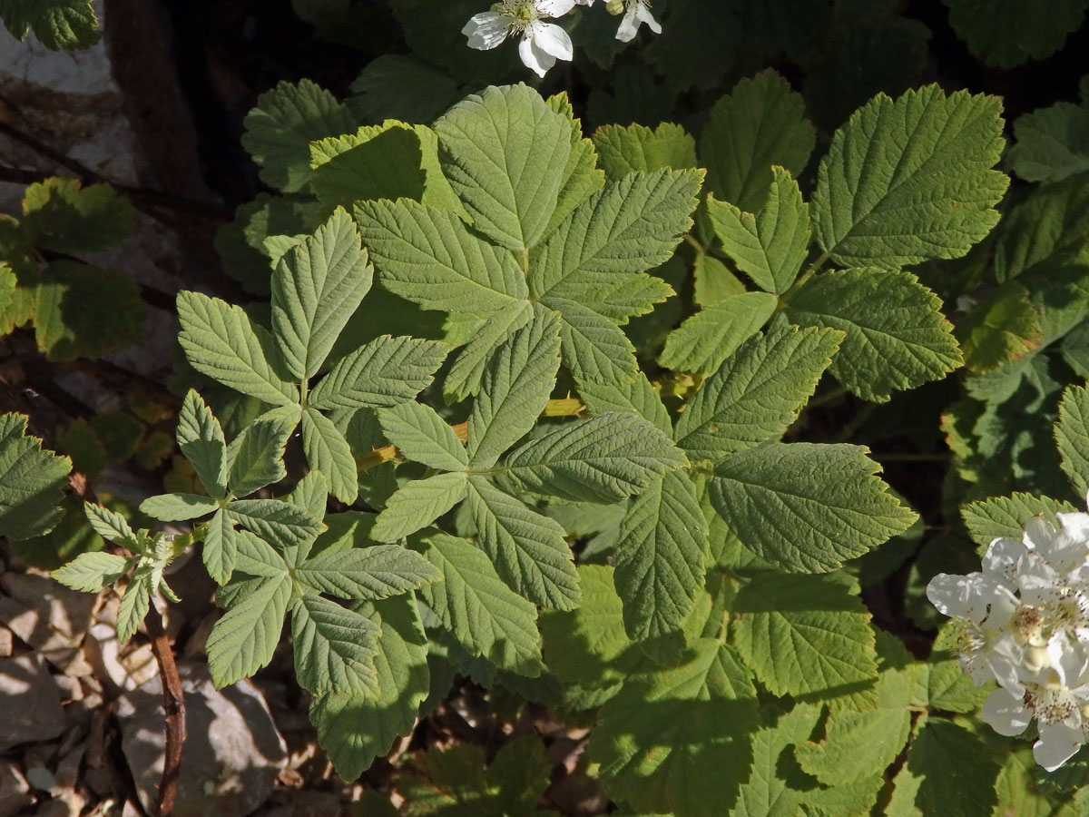 Ostružiník šedavý (Rubus canescens DC.)