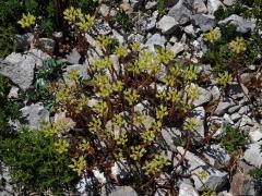 Rozchodník bledožlutý (Sedum ochroleucum L.)