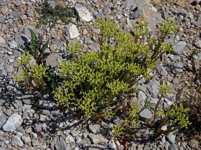 Rozchodník bledožlutý (Sedum ochroleucum L.)